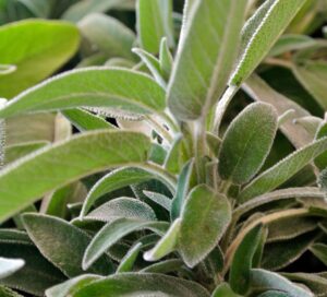 Due piante aromatiche, salvia e rosmarino, in un giardino, rappresentano un conflitto di crescita.