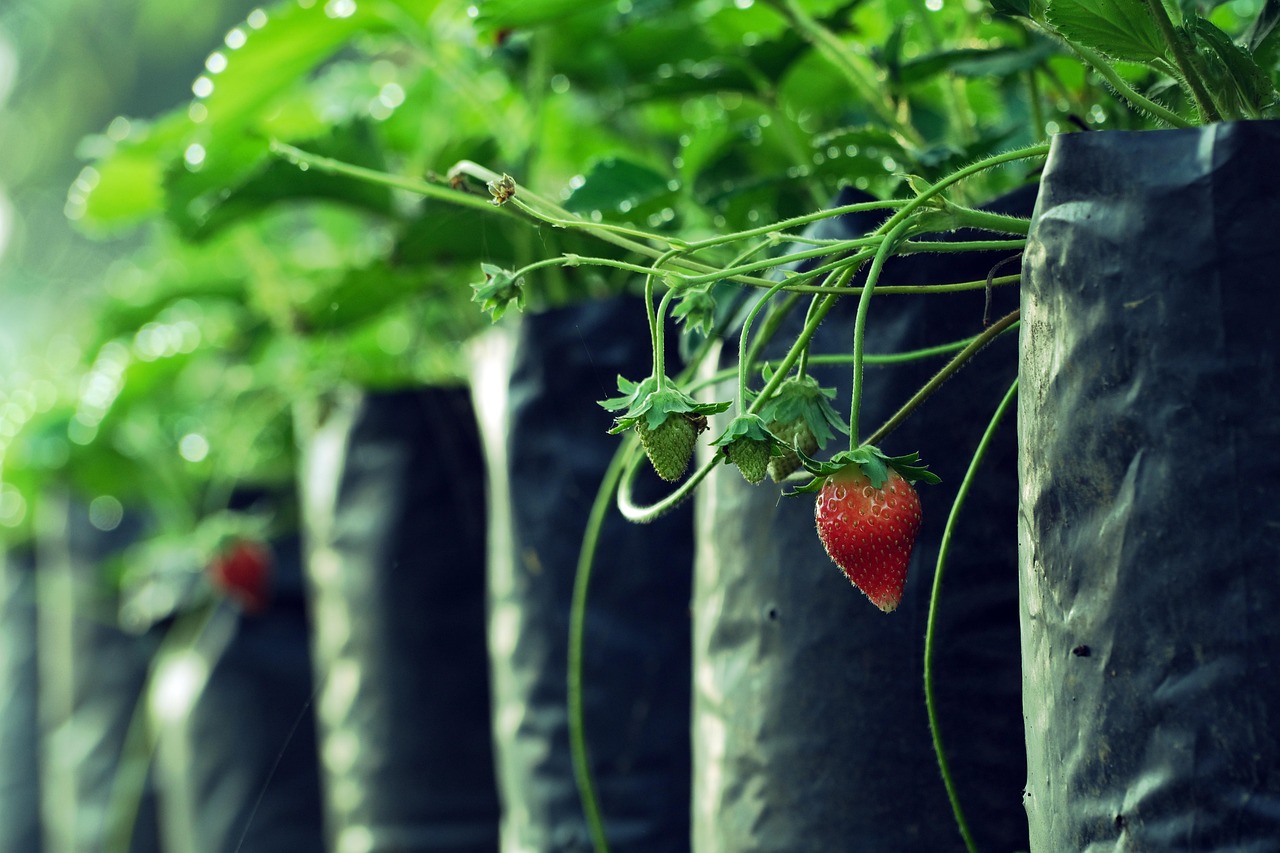 Coltivazione di fragole in tubo di plastica, ideale per spazi ridotti e giardinaggio urbano.