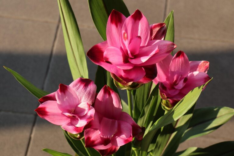 Curcuma in vaso con fiori gialli luminosi, perfetti per abbellire gli spazi interni ed esterni.