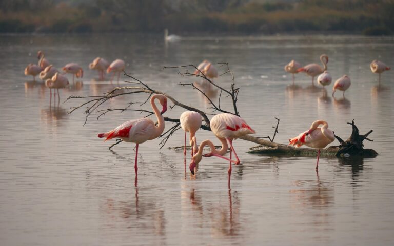 Fenicotteri rosa al tramonto tra le saline di Trapani e i mulini a vento.