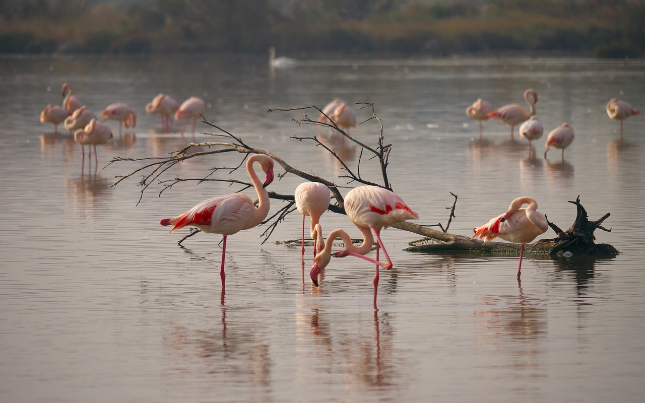 Fenicotteri rosa al tramonto tra le saline di Trapani e i mulini a vento.