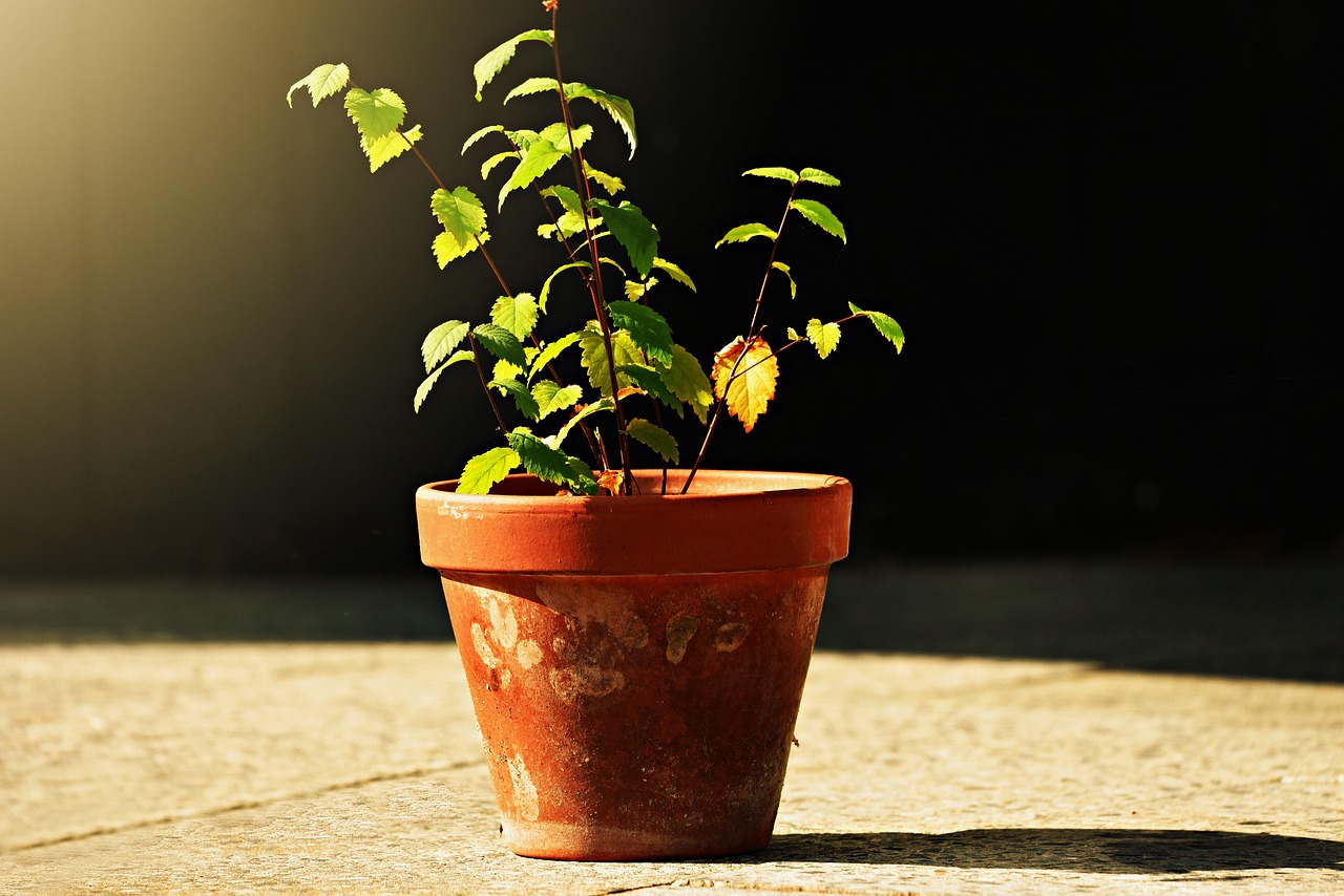 Immagine di un vaso con terriccio universale e un confronto con terra da giardino secca e compatta.